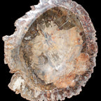 Big Petrified Wood hand-carved bowl 315*225*60mm 5560g in sunshine - Rocks and Things Store