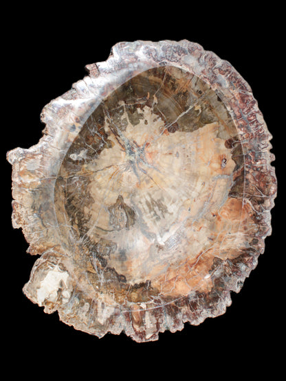 Big Petrified Wood hand-carved bowl 315*225*60mm 5560g