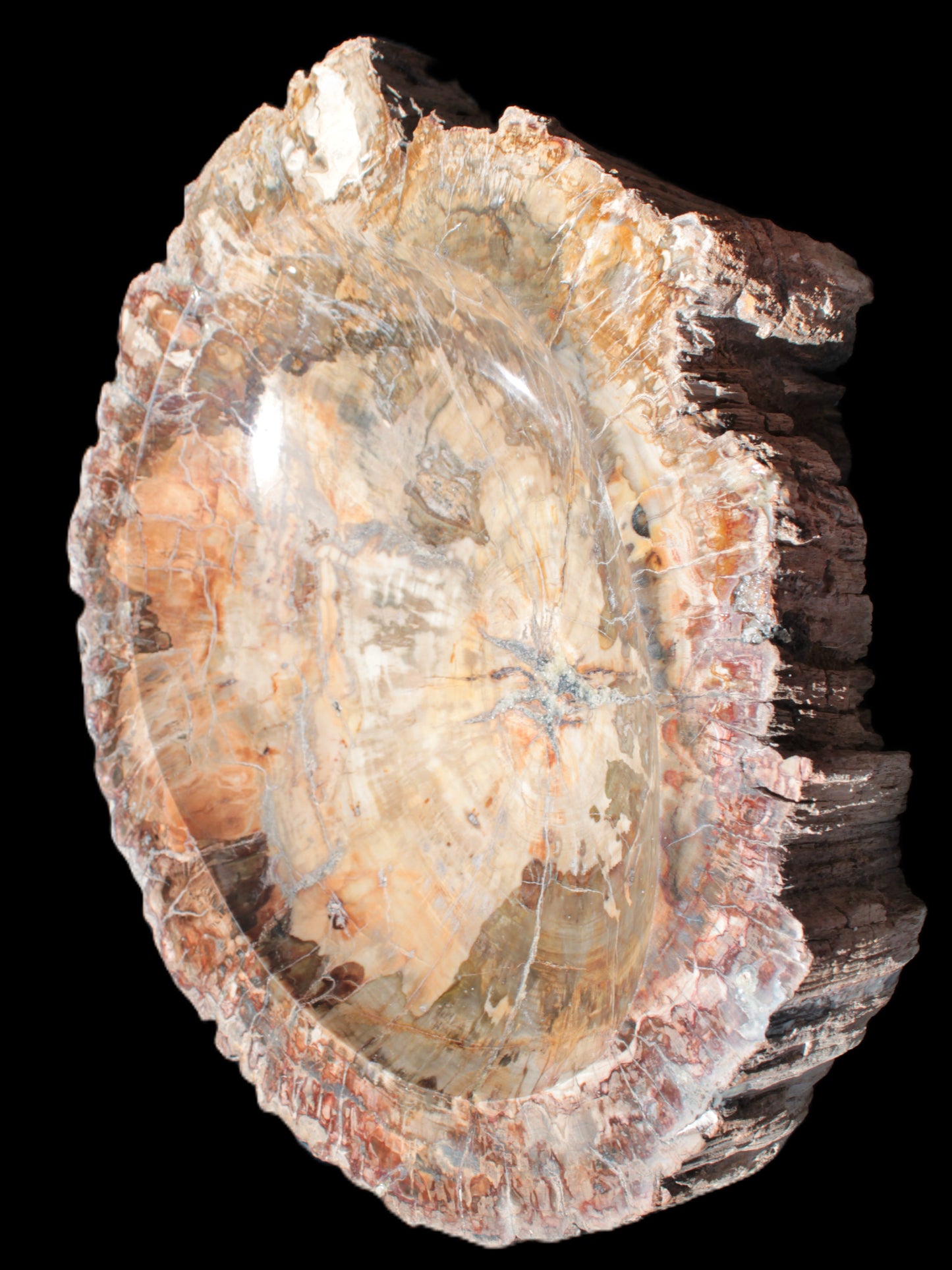 Big Petrified Wood hand-carved bowl 315*225*60mm 5560g