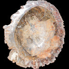 Big Petrified Wood hand-carved bowl 315*225*60mm 5560g in sunshine - Rocks and Things Store