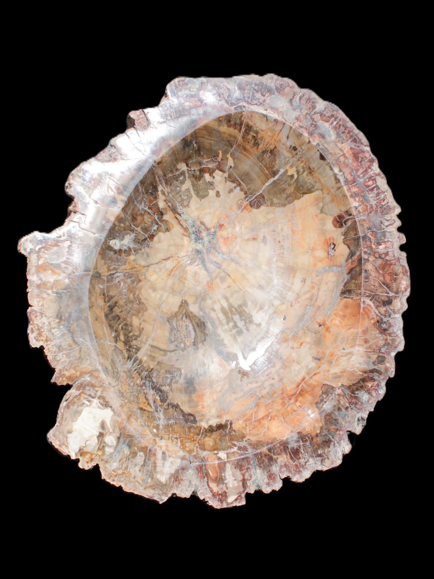 Big Petrified Wood hand-carved bowl 315*225*60mm 5560g