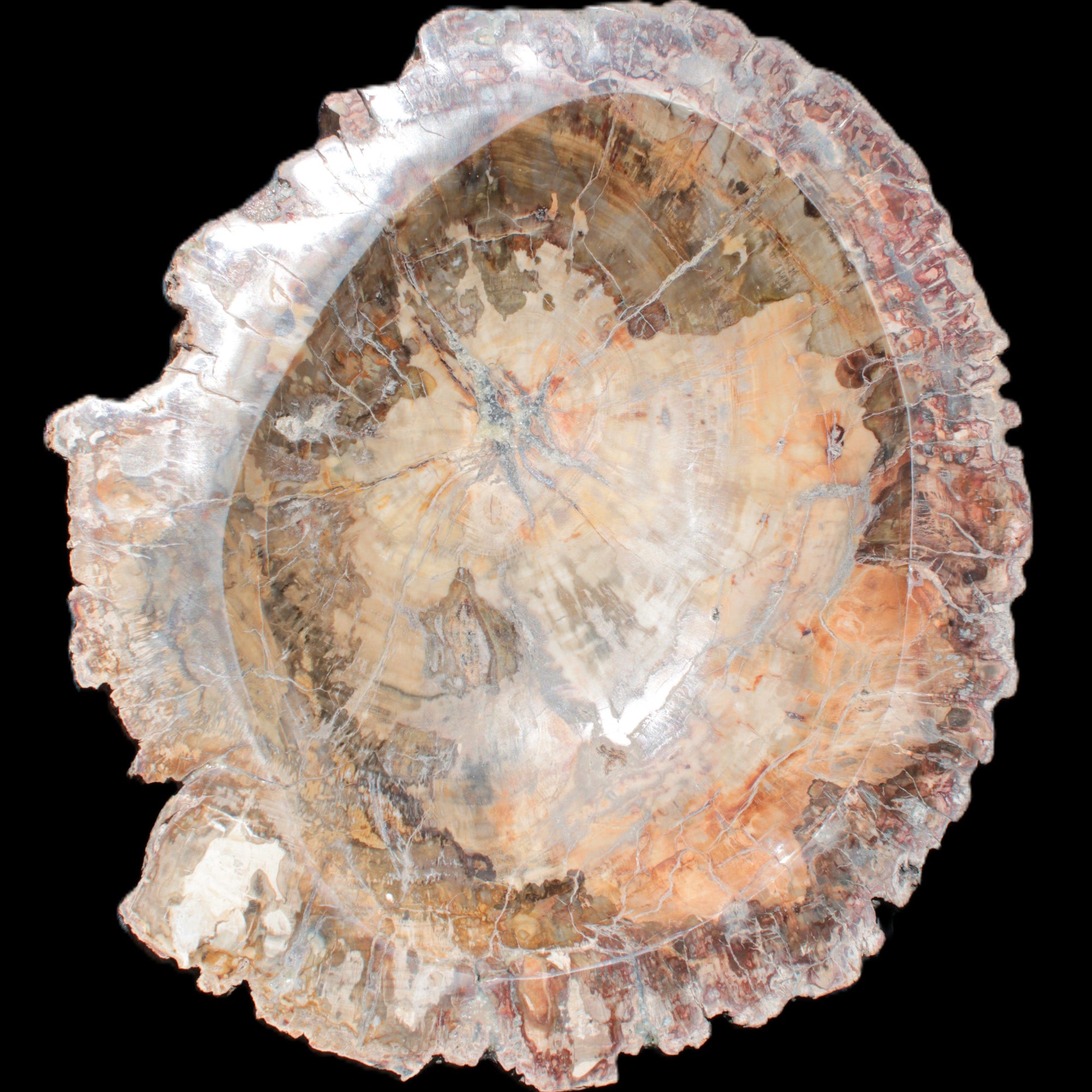 Big Petrified Wood hand-carved bowl 315*225*60mm 5560g in sunshine - Rocks and Things Store