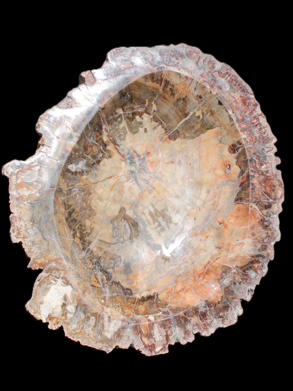 Big Petrified Wood hand-carved bowl 315*225*60mm 5560g in sunshine - Rocks and Things Store