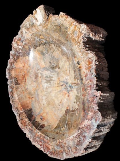 Big Petrified Wood hand-carved bowl 315*225*60mm 5560g