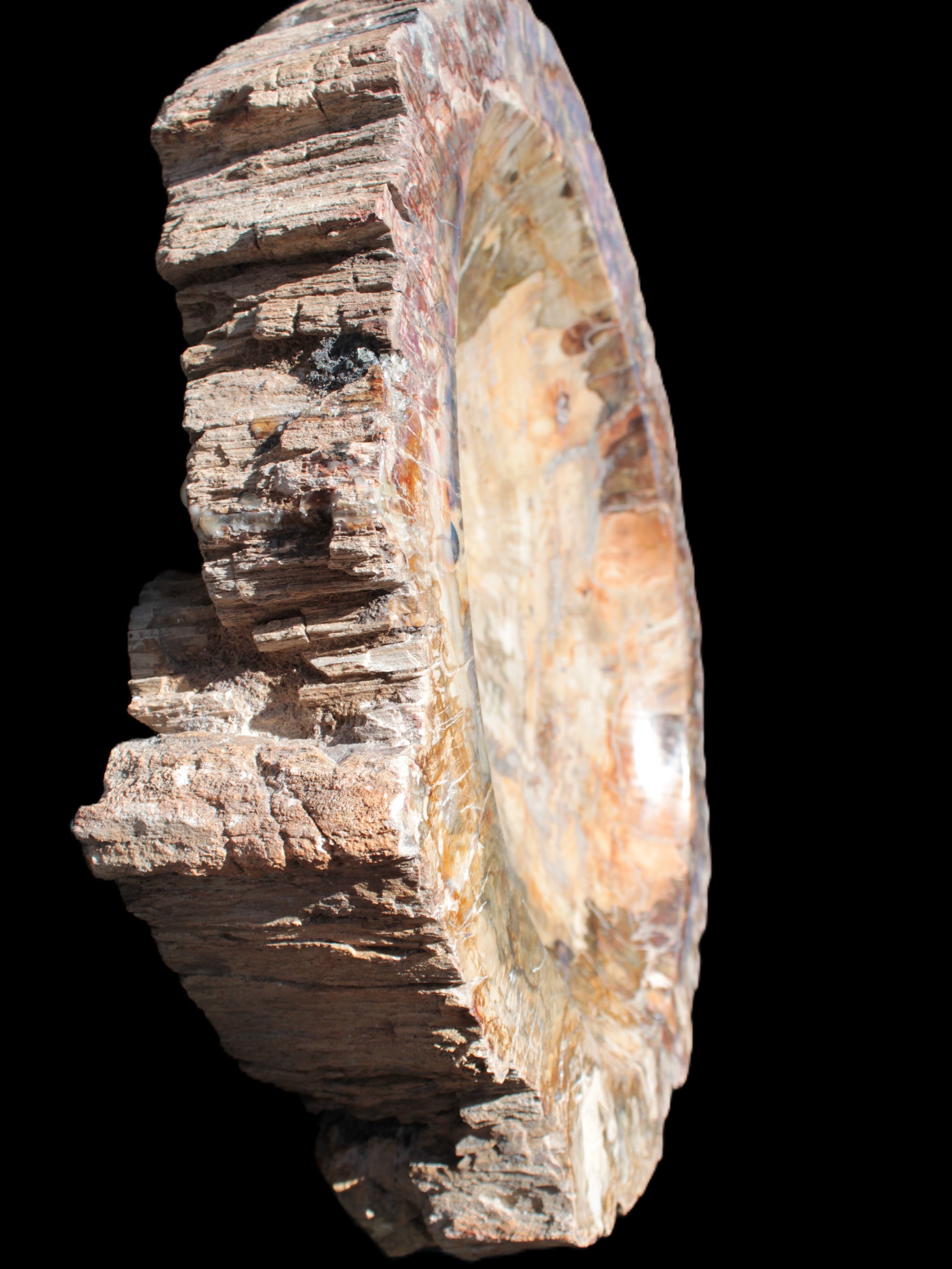 Big Petrified Wood hand-carved bowl 315*225*60mm 5560g in sunshine - Rocks and Things Store