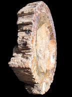 Big Petrified Wood hand-carved bowl 315*225*60mm 5560g in sunshine - Rocks and Things Store