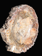 Big Petrified Wood hand-carved bowl 315*225*60mm 5560g in sunshine - Rocks and Things Store