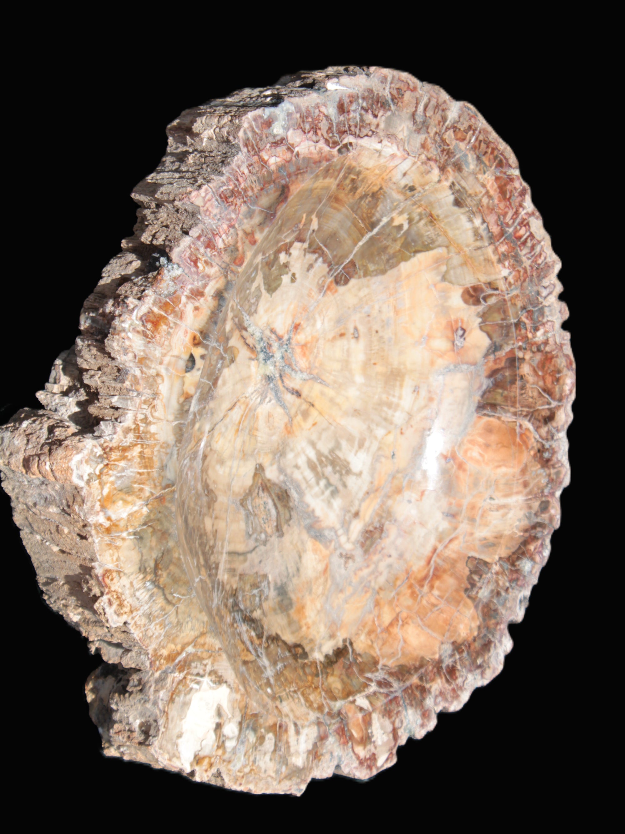 Big Petrified Wood hand-carved bowl 315*225*60mm 5560g in sunshine - Rocks and Things Store