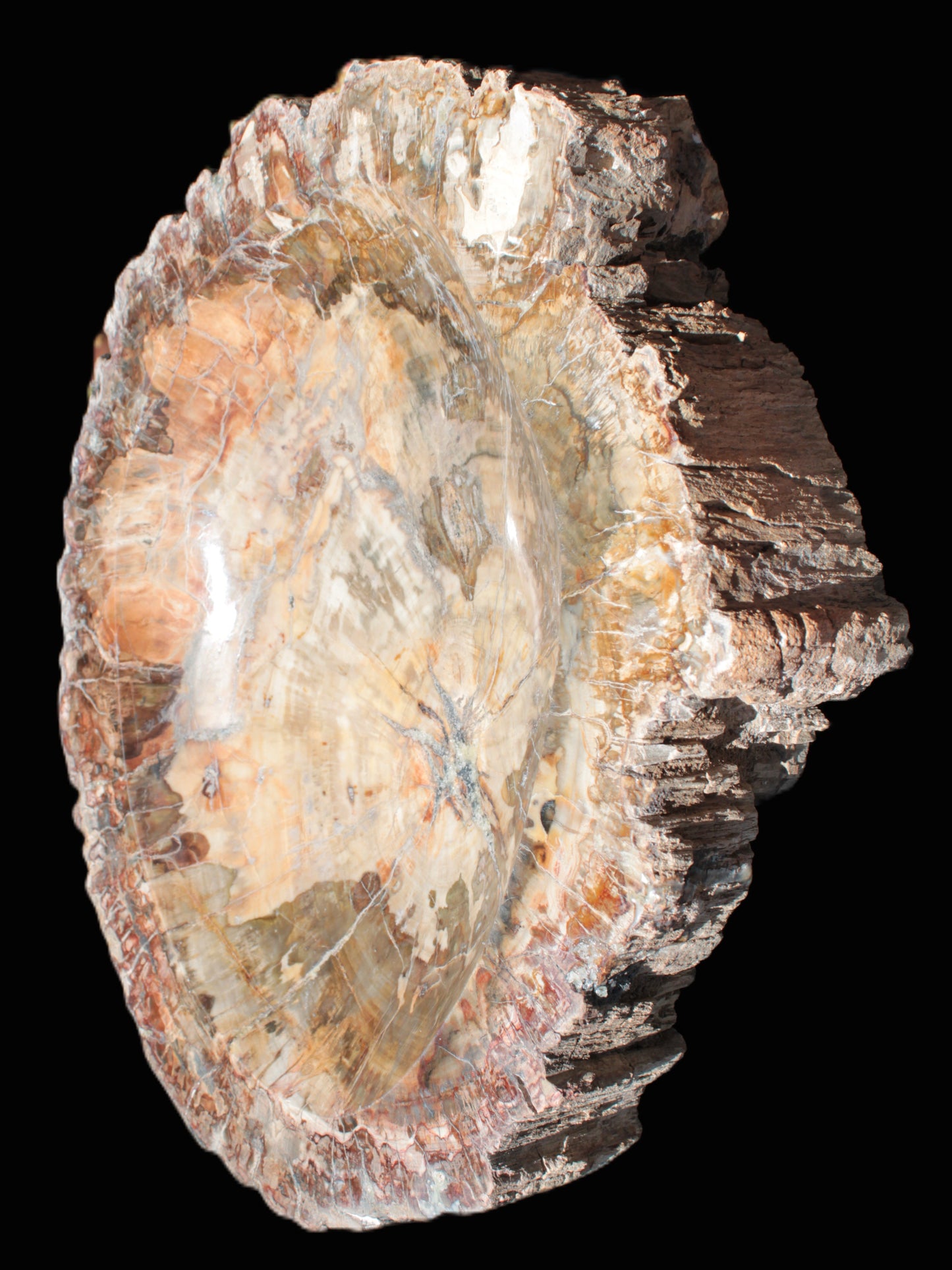 Big Petrified Wood hand-carved bowl 315*225*60mm 5560g