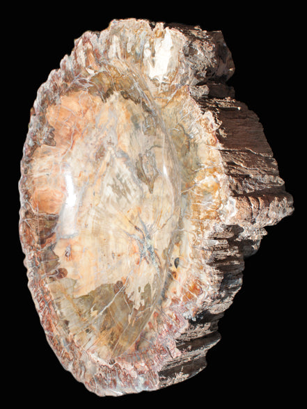 Big Petrified Wood hand-carved bowl 315*225*60mm 5560g in sunshine - Rocks and Things Store