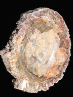 Big Petrified Wood hand-carved bowl 315*225*60mm 5560g in sunshine - Rocks and Things Store