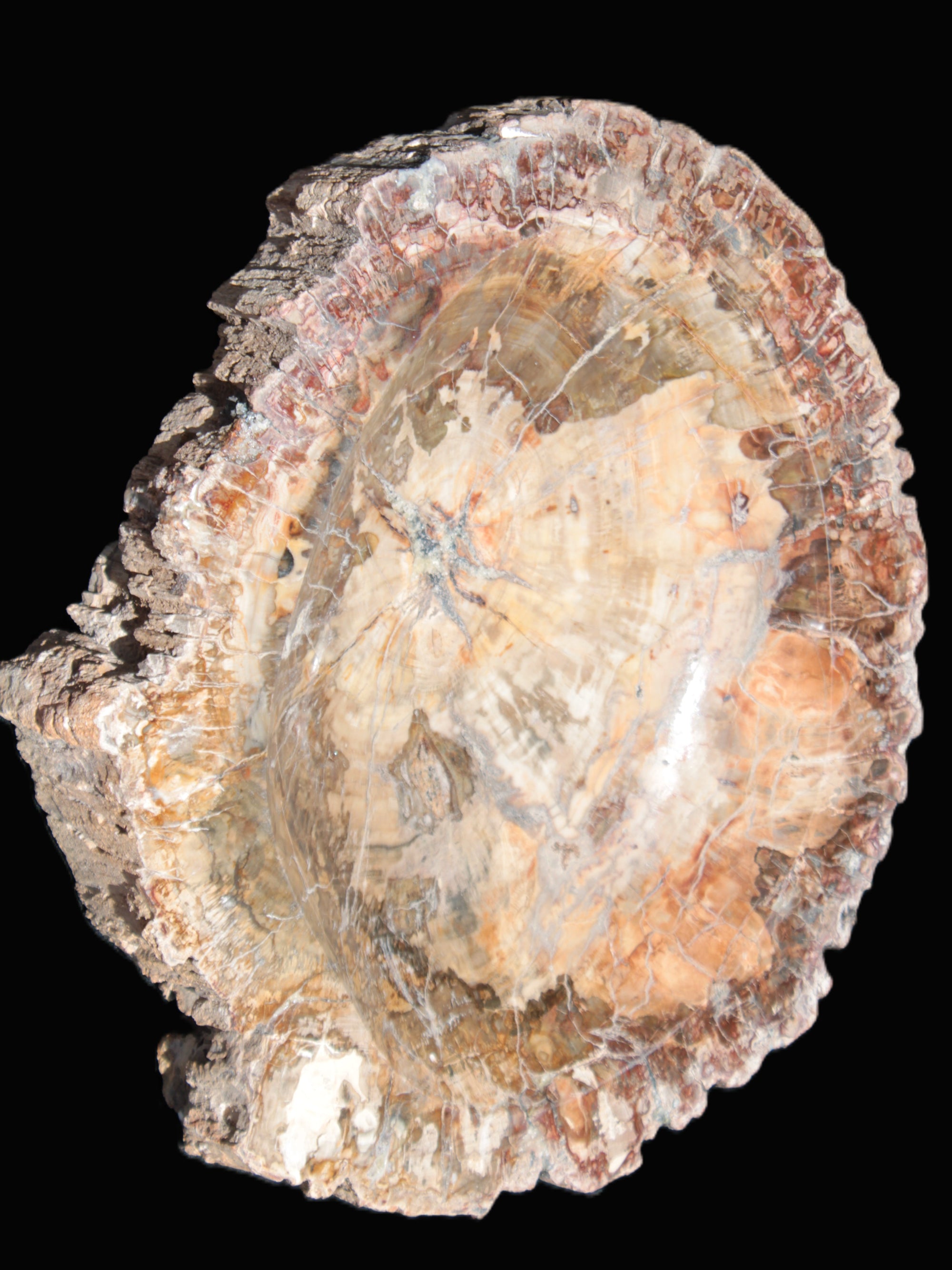 Big Petrified Wood hand-carved bowl 315*225*60mm 5560g in sunshine - Rocks and Things Store