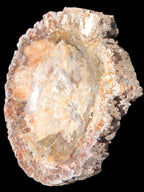 Big Petrified Wood hand-carved bowl 315*225*60mm 5560g in sunshine - Rocks and Things Store