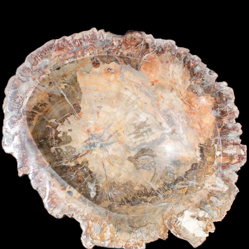 Big Petrified Wood hand-carved bowl 315*225*60mm 5560g in sunshine - Rocks and Things Store