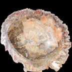 Big Petrified Wood hand-carved bowl 315*225*60mm 5560g in sunshine - Rocks and Things Store