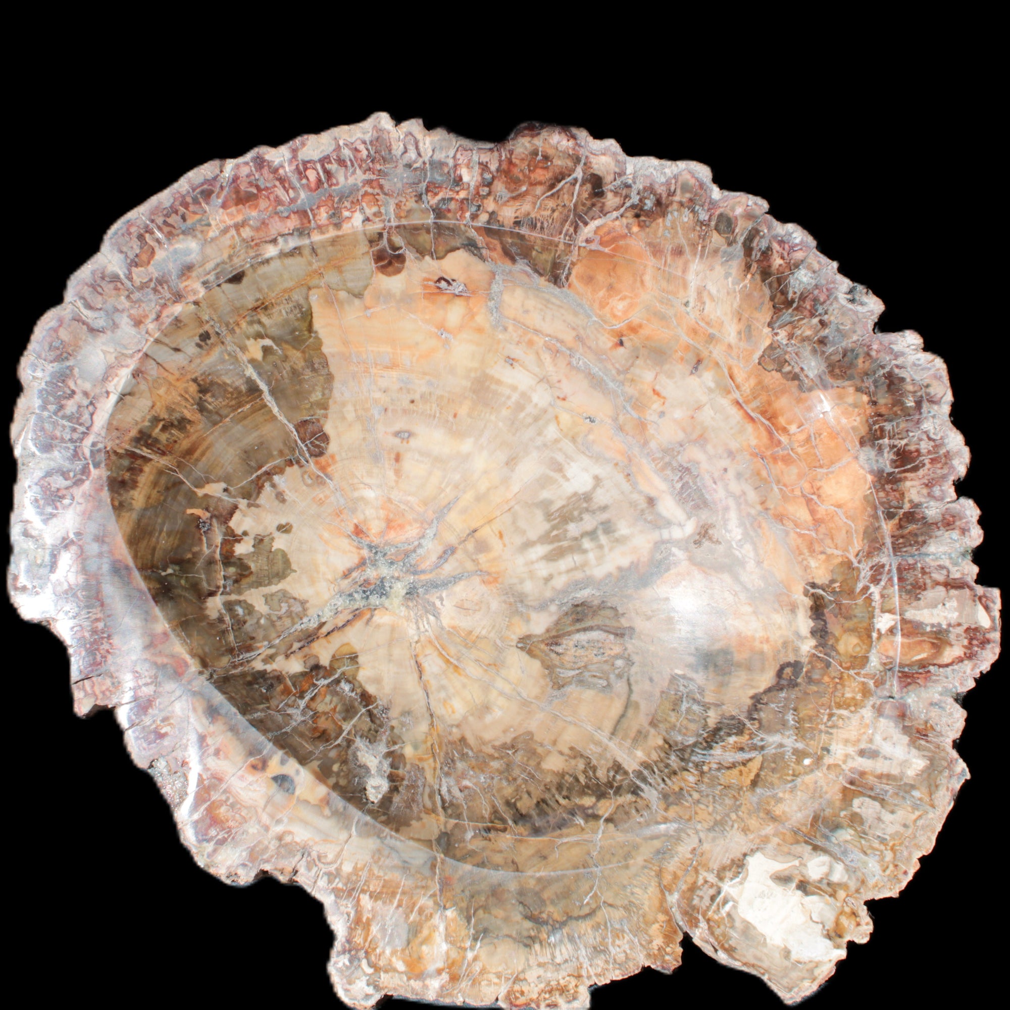Big Petrified Wood hand-carved bowl 315*225*60mm 5560g in sunshine - Rocks and Things Store