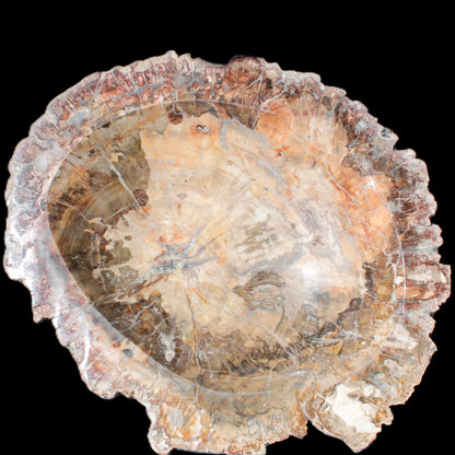 Big Petrified Wood hand-carved bowl 315*225*60mm 5560g