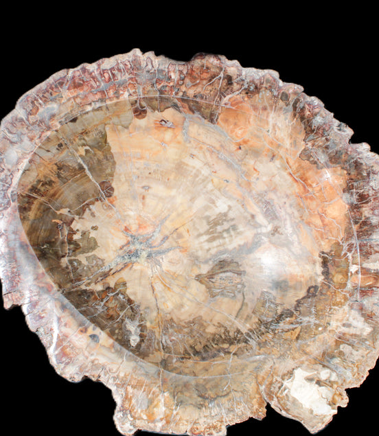 Big Petrified Wood hand-carved bowl 315*225*60mm 5560g in sunshine - Rocks and Things Store
