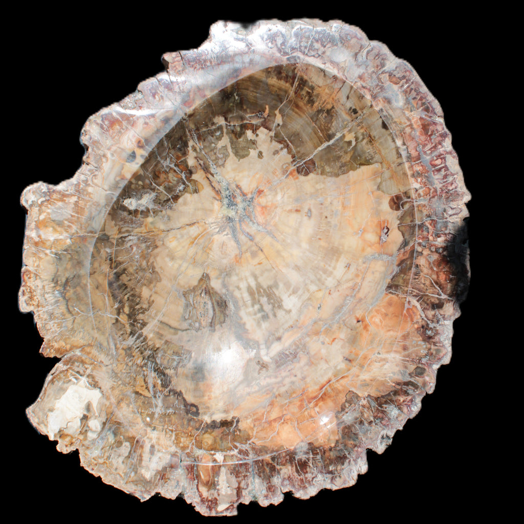Big Petrified Wood hand-carved bowl 315*225*60mm 5560g in sunshine - Rocks and Things Store
