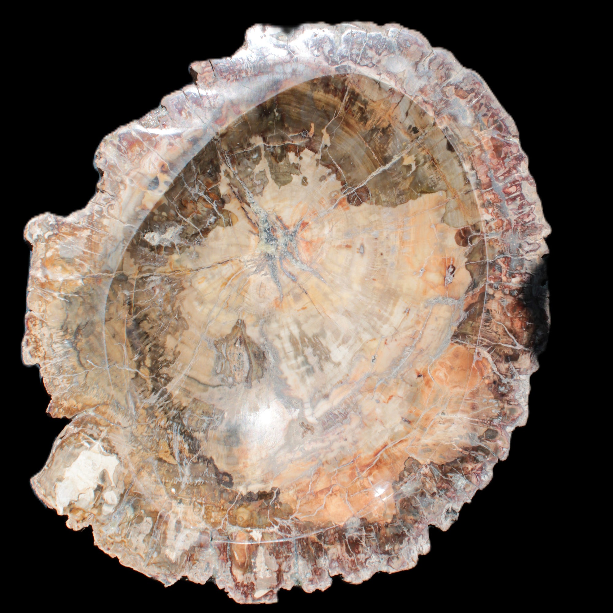 Big Petrified Wood hand-carved bowl 315*225*60mm 5560g in sunshine - Rocks and Things Store