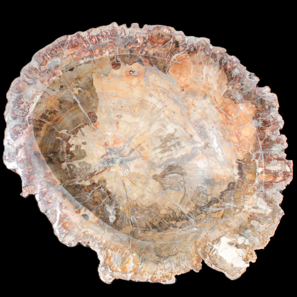 Big Petrified Wood hand-carved bowl 315*225*60mm 5560g in sunshine - Rocks and Things Store