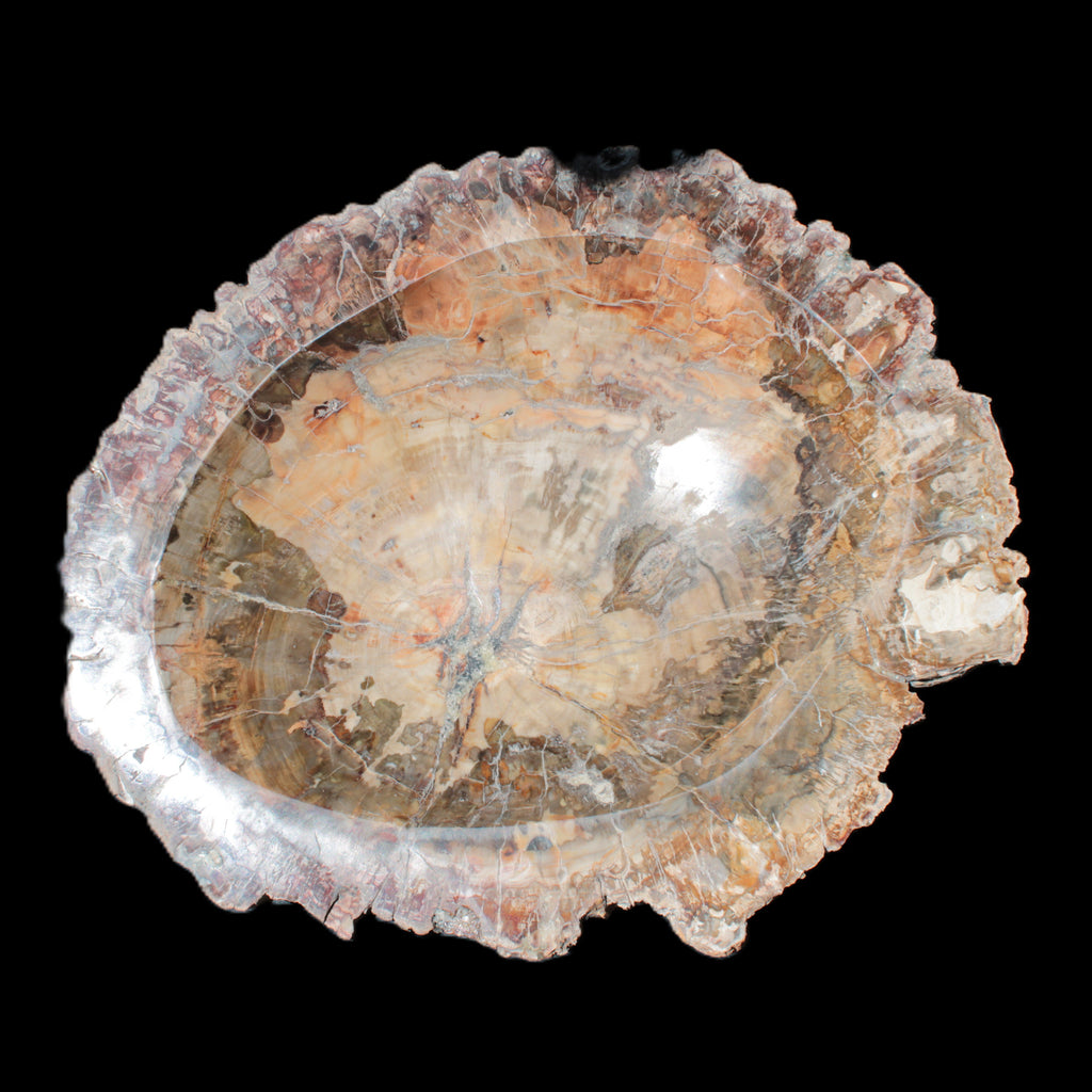 Big Petrified Wood hand-carved bowl 315*225*60mm 5560g in sunshine - Rocks and Things Store