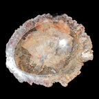 Big Petrified Wood hand-carved bowl 315*225*60mm 5560g in sunshine - Rocks and Things Store
