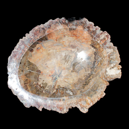 Big Petrified Wood hand-carved bowl 315*225*60mm 5560g in sunshine - Rocks and Things Store