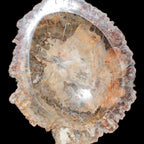 Big Petrified Wood hand-carved bowl 315*225*60mm 5560g in sunshine - Rocks and Things Store
