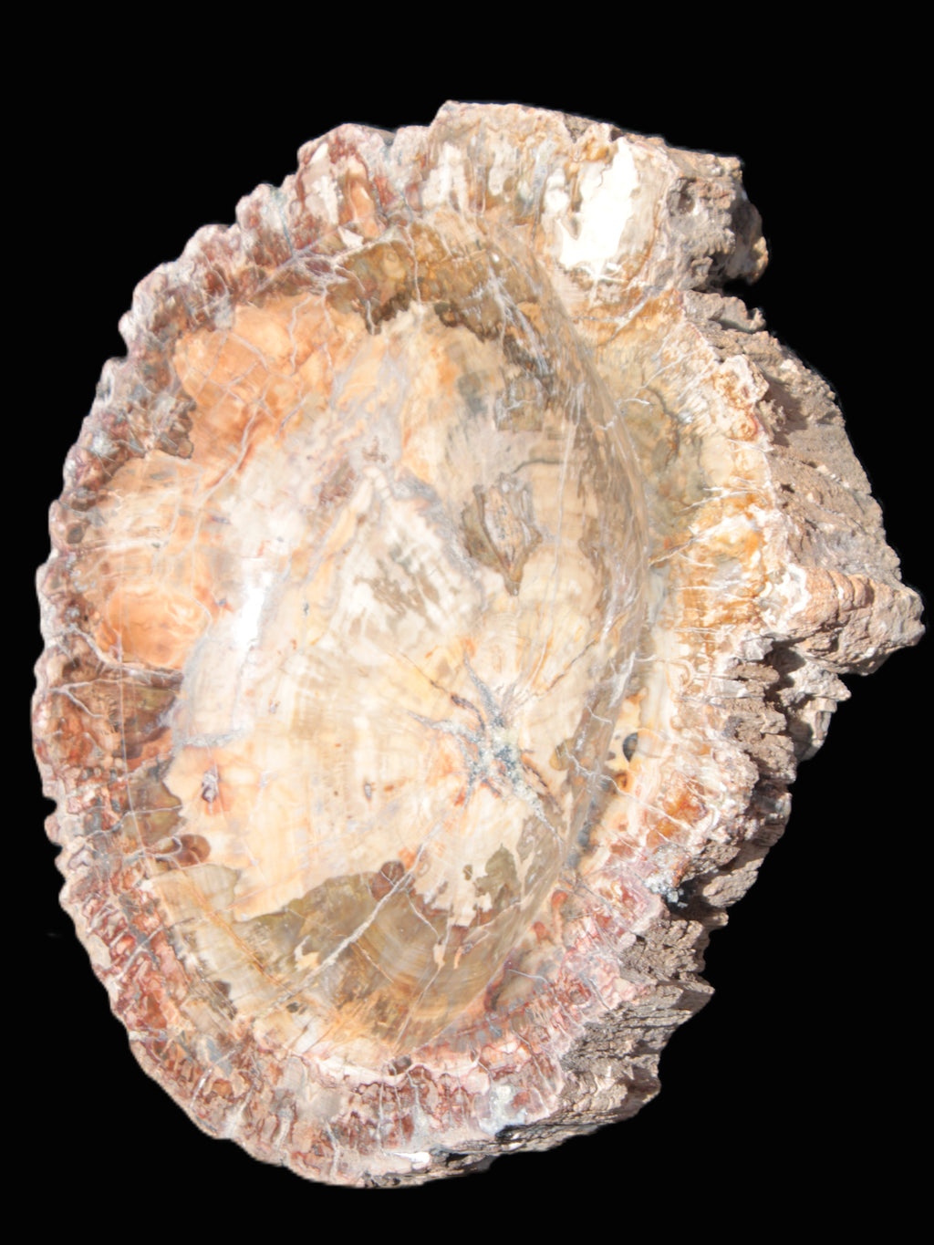 Big Petrified Wood hand-carved bowl 315*225*60mm 5560g in sunshine - Rocks and Things Store