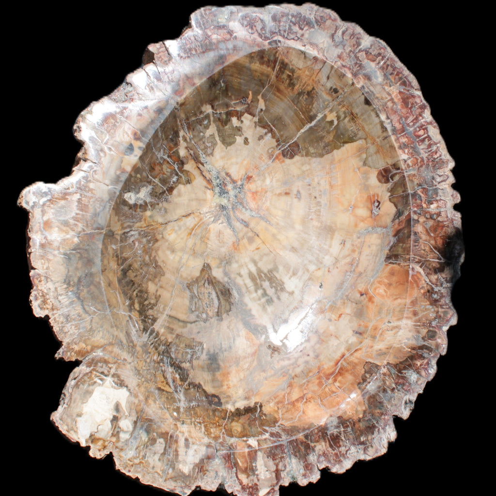 Big Petrified Wood hand-carved bowl 315*225*60mm 5560g in sunshine - Rocks and Things Store
