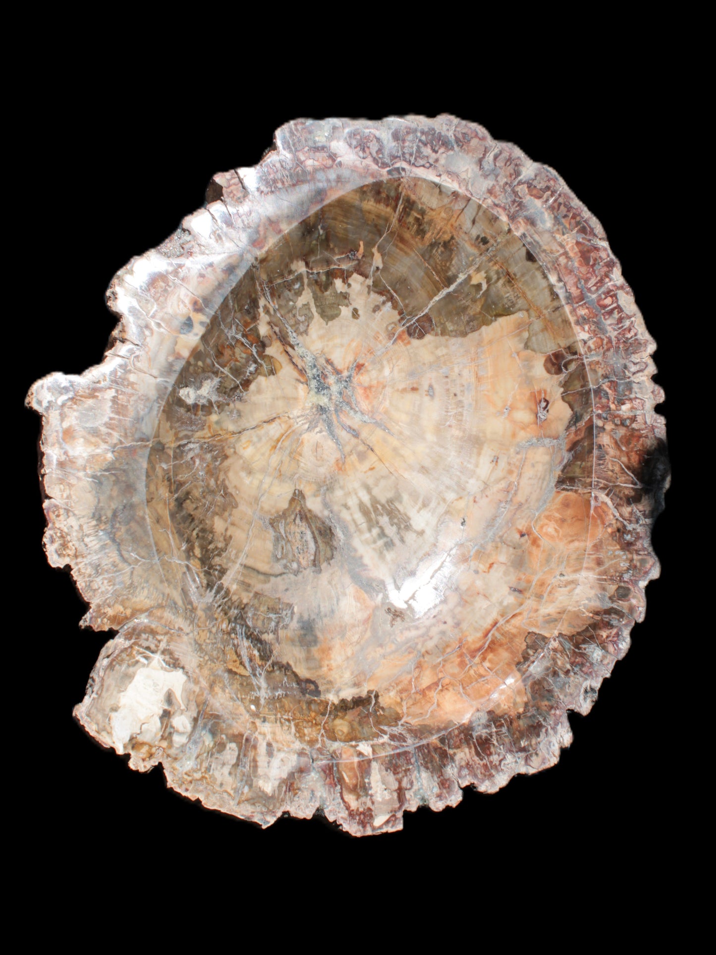 Big Petrified Wood hand-carved bowl 315*225*60mm 5560g