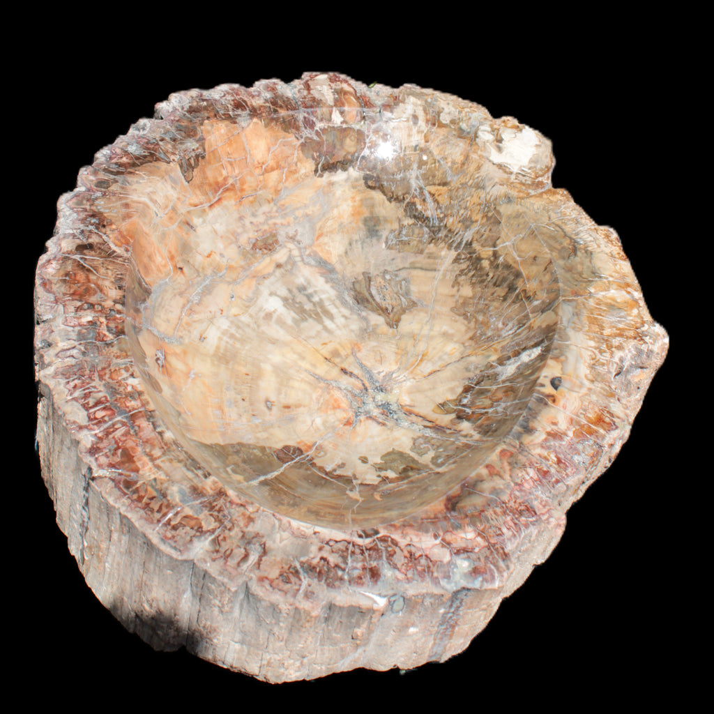Big Petrified Wood hand-carved bowl 315*225*60mm 5560g in sunshine - Rocks and Things Store