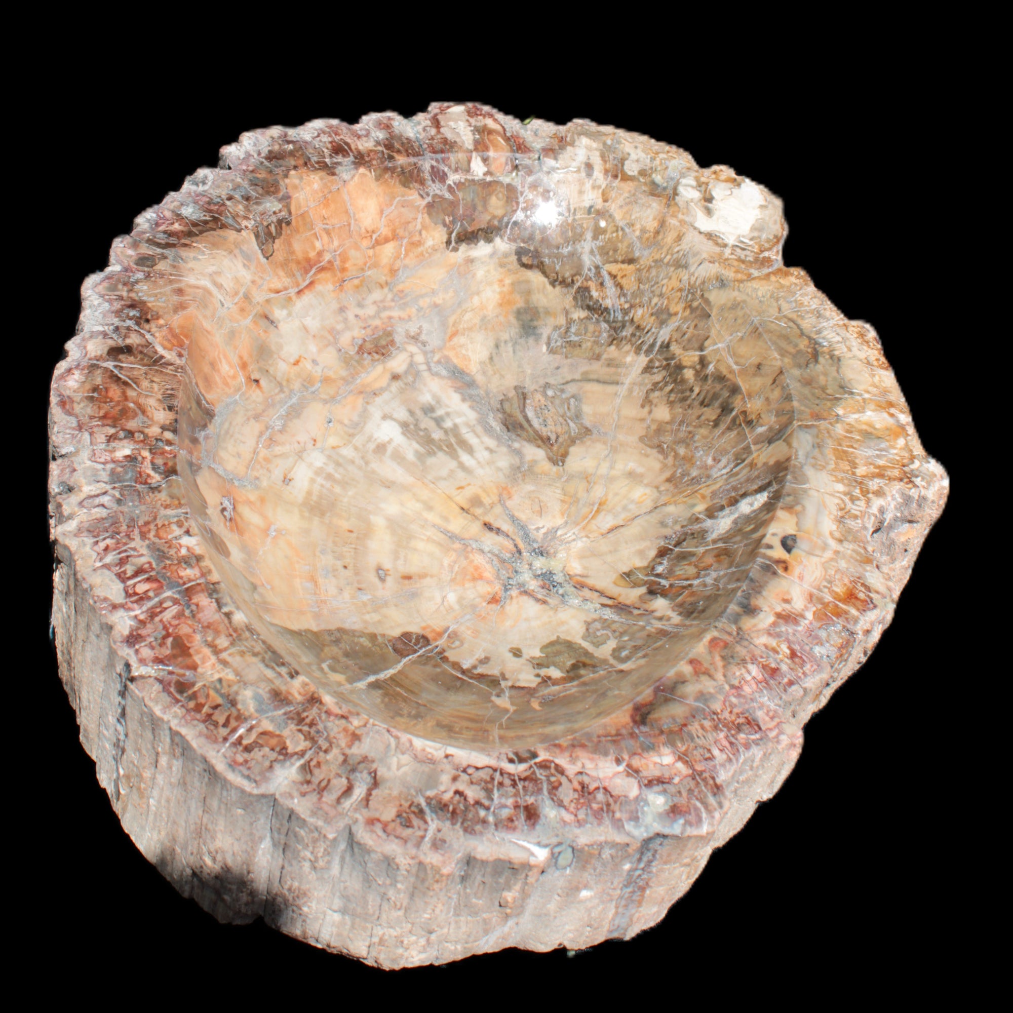 Big Petrified Wood hand-carved bowl 315*225*60mm 5560g in sunshine - Rocks and Things Store