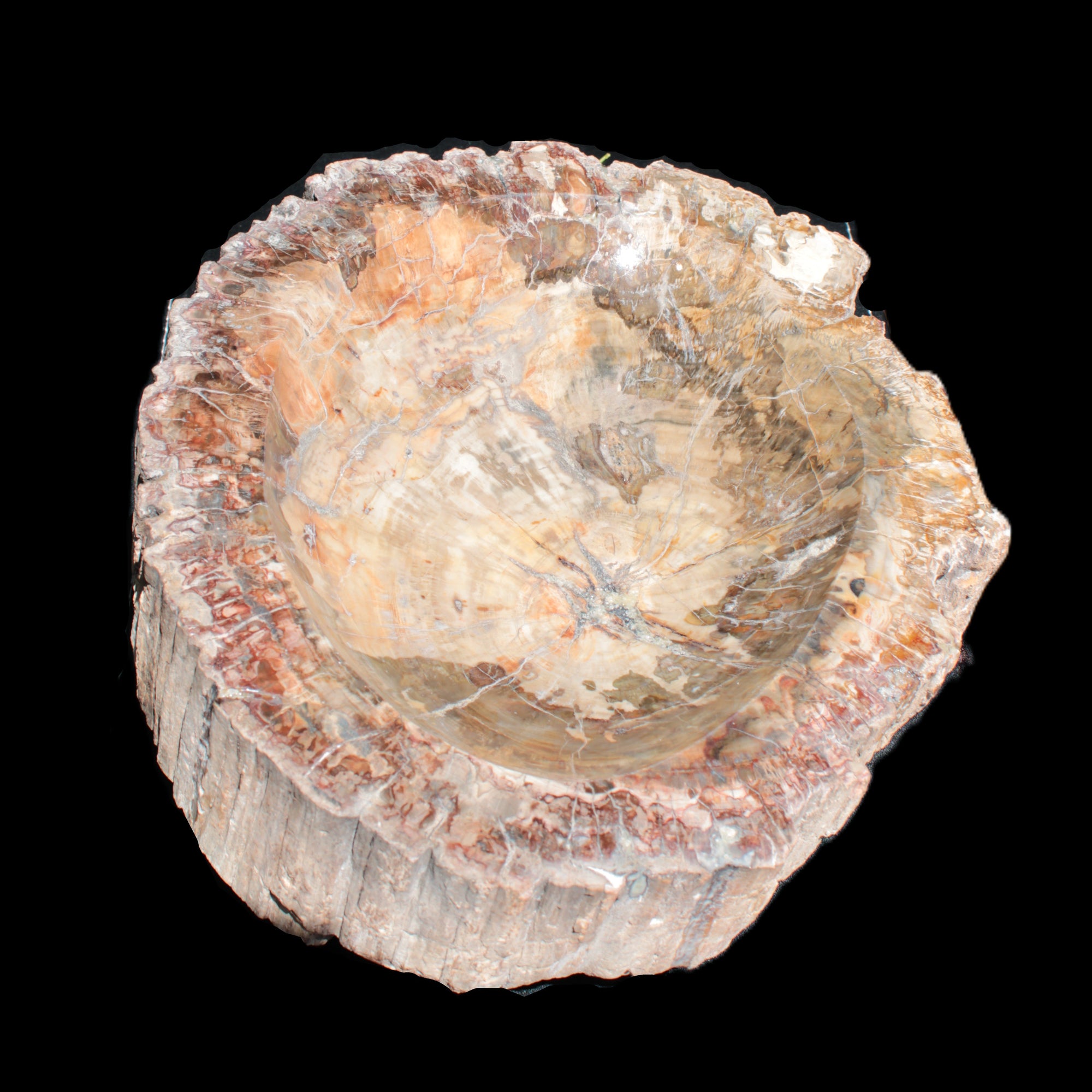 Big Petrified Wood hand-carved bowl 315*225*60mm 5560g in sunshine - Rocks and Things Store