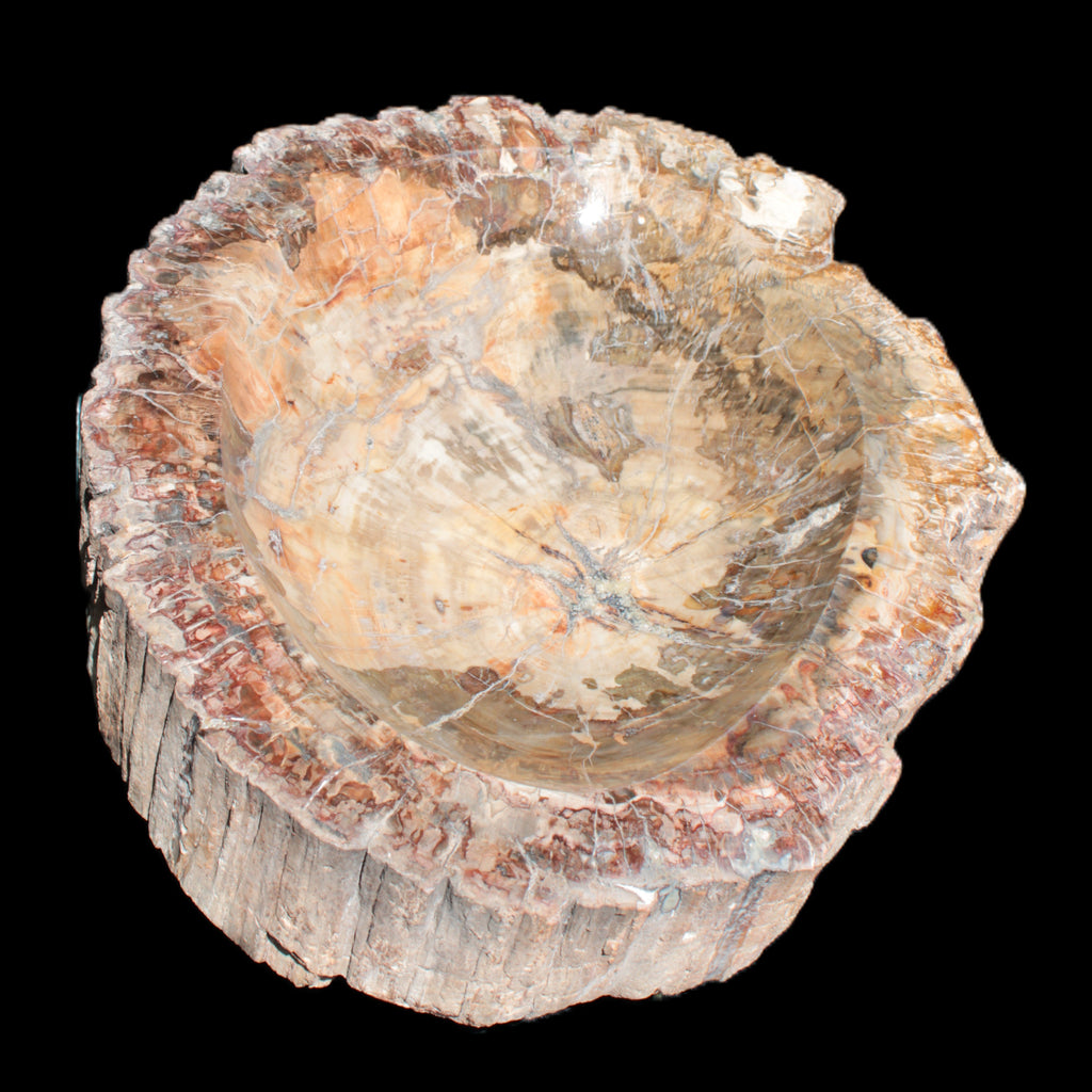 Big Petrified Wood hand-carved bowl 315*225*60mm 5560g in sunshine - Rocks and Things Store