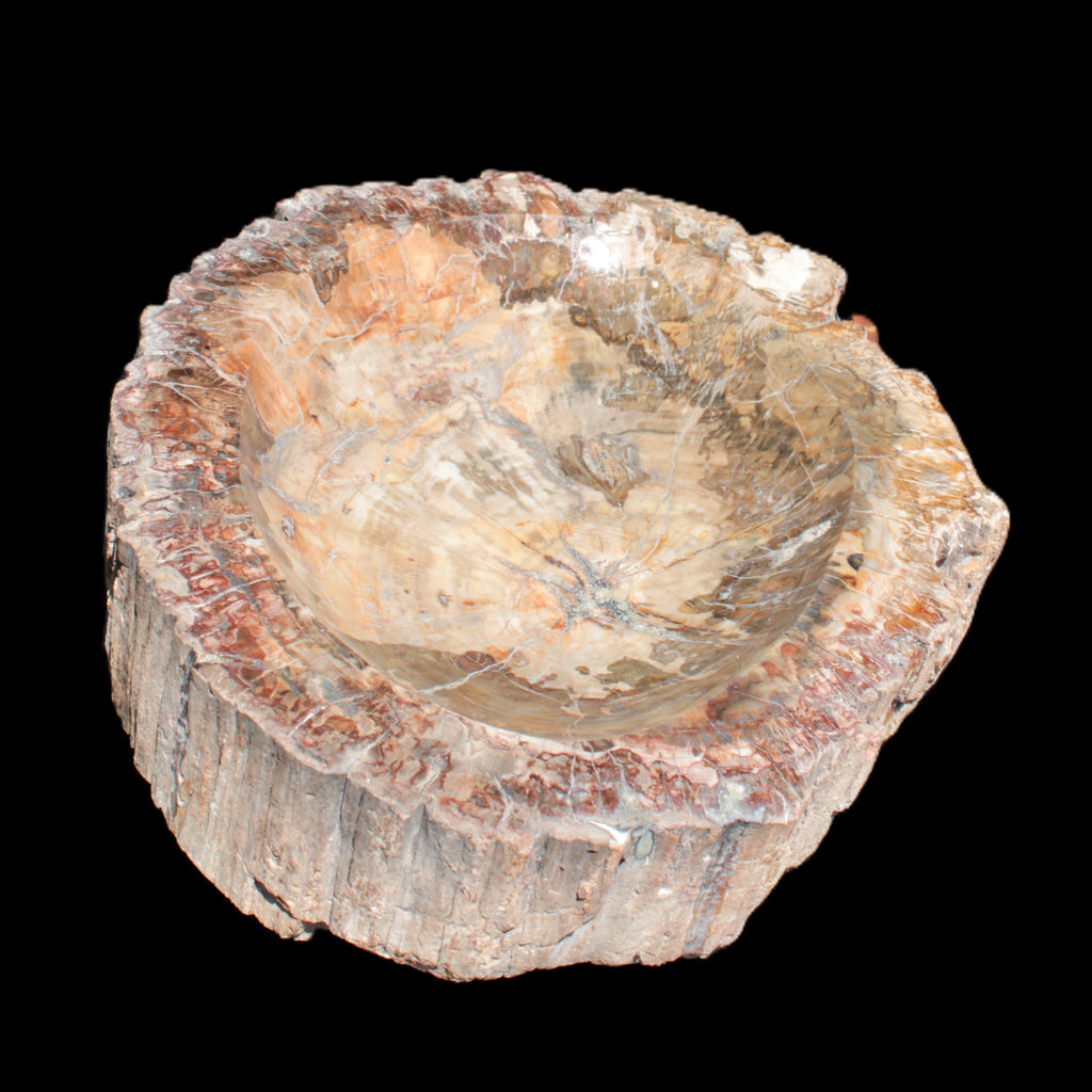 Big Petrified Wood hand-carved bowl 315*225*60mm 5560g in sunshine - Rocks and Things Store