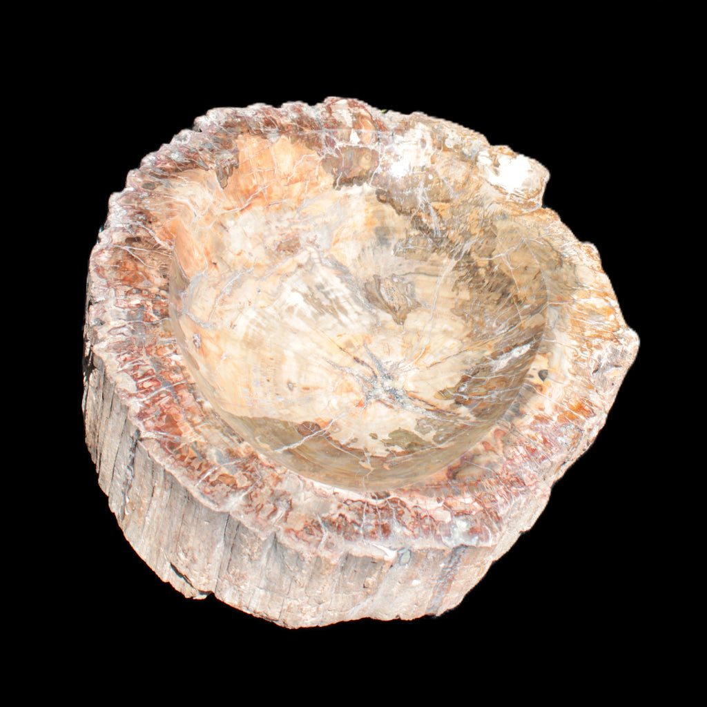 Big Petrified Wood hand-carved bowl 315*225*60mm 5560g in sunshine - Rocks and Things Store