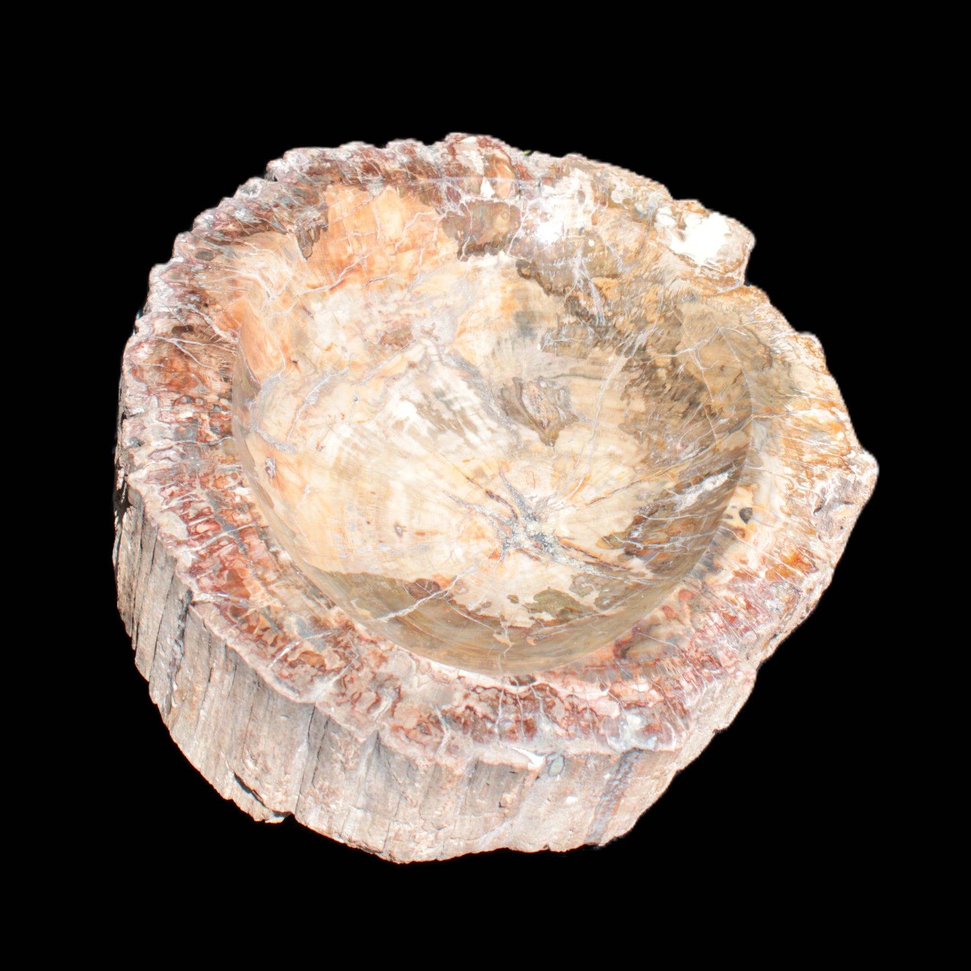 Big Petrified Wood hand-carved bowl 315*225*60mm 5560g in sunshine - Rocks and Things Store