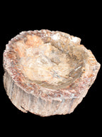 Big Petrified Wood hand-carved bowl 315*225*60mm 5560g in sunshine - Rocks and Things Store