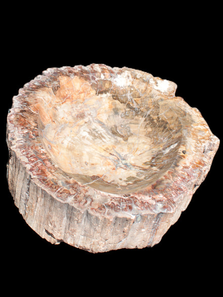 Big Petrified Wood hand-carved bowl 315*225*60mm 5560g in sunshine - Rocks and Things Store
