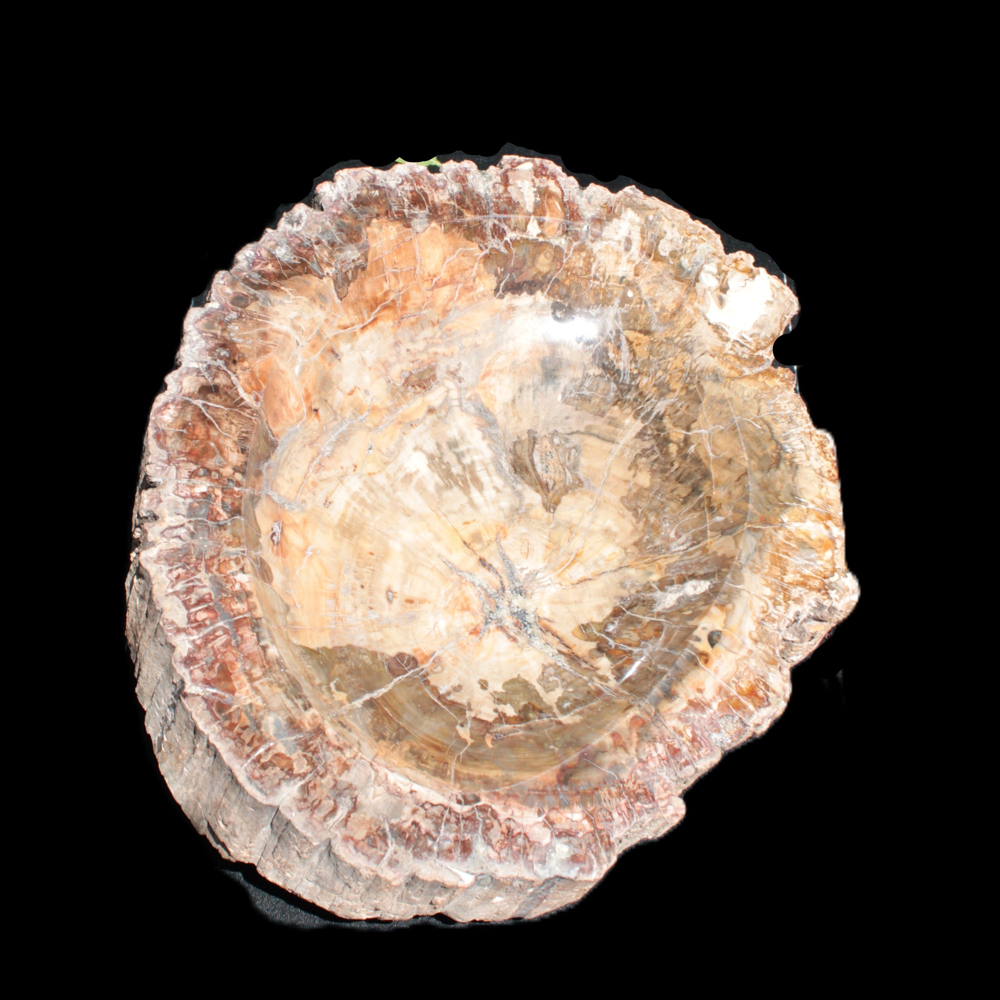 Big Petrified Wood hand-carved bowl 315*225*60mm 5560g in sunshine - Rocks and Things Store
