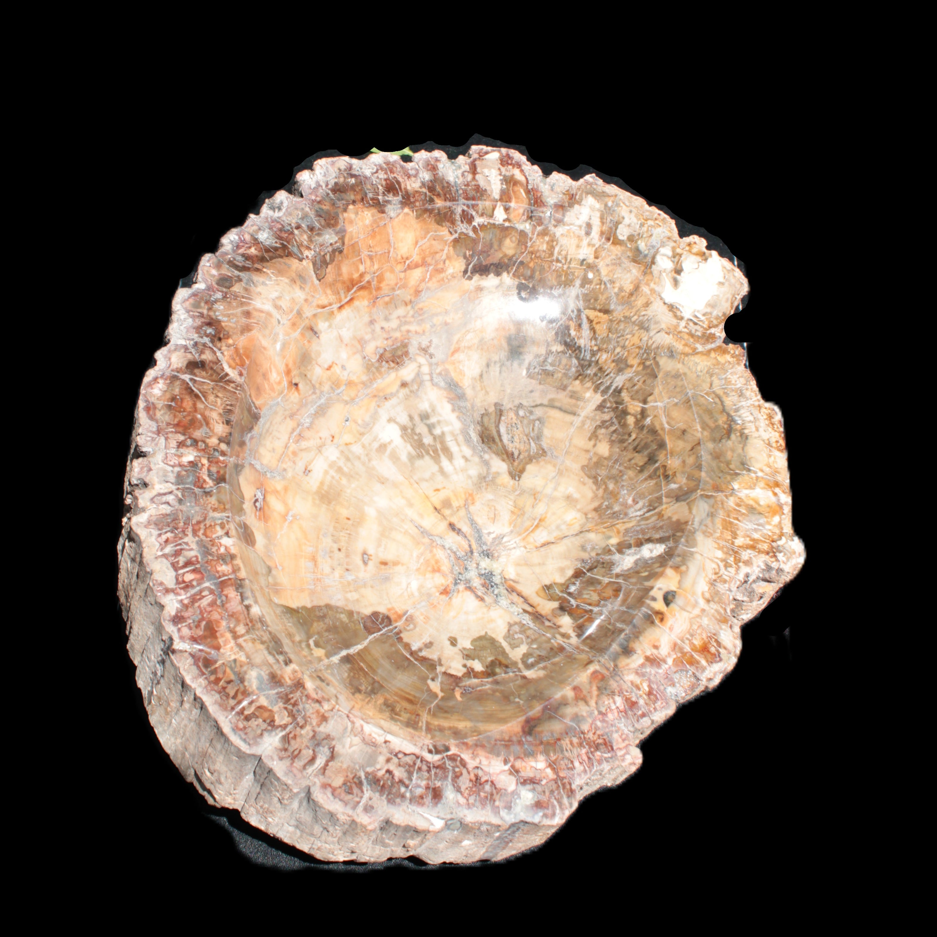 Big Petrified Wood hand-carved bowl 315*225*60mm 5560g in sunshine - Rocks and Things Store