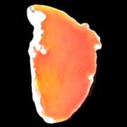 Burnt Orange Agate 75*5*38mm slice 24g Rocks and Things Store