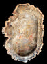 Imposing Petrified Wood bowl 281*243*58mm 5540g