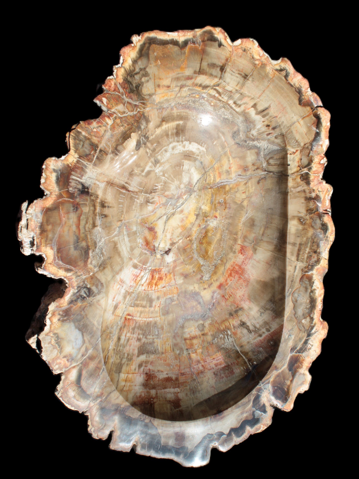 Imposing Petrified Wood bowl 281*243*58mm 5540g