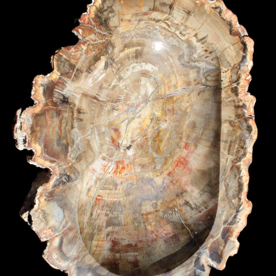 Imposing Petrified Wood bowl 281*243*58mm 5540g in sunlight - Rocks and Things Store