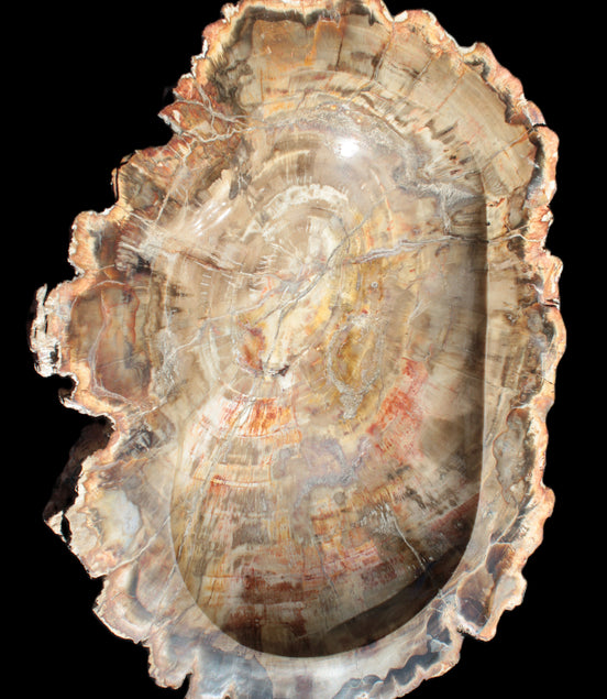 Imposing Petrified Wood bowl 281*243*58mm 5540g