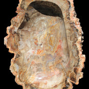 Imposing Petrified Wood bowl 281*243*58mm 5540g