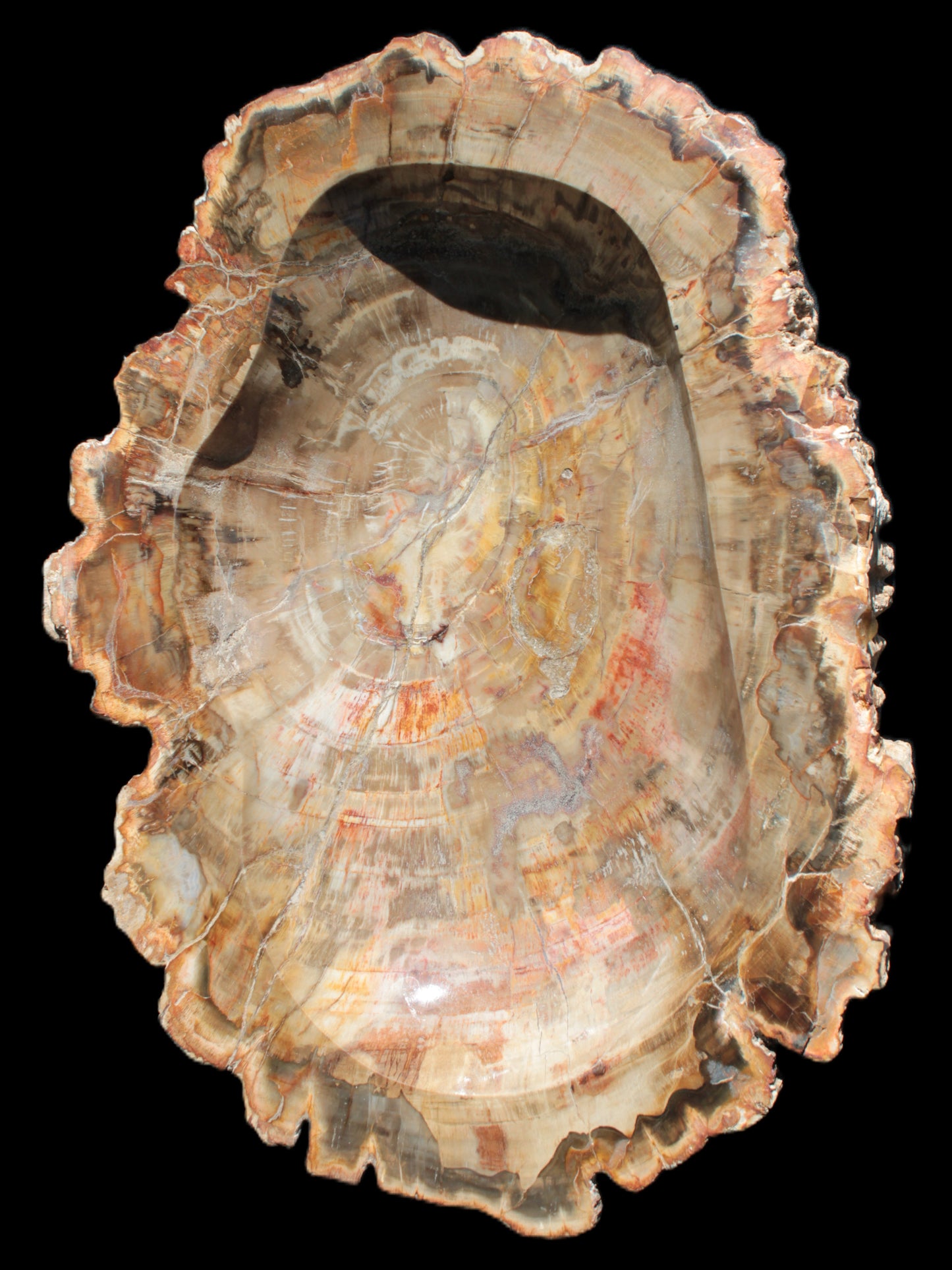 Imposing Petrified Wood bowl 281*243*58mm 5540g